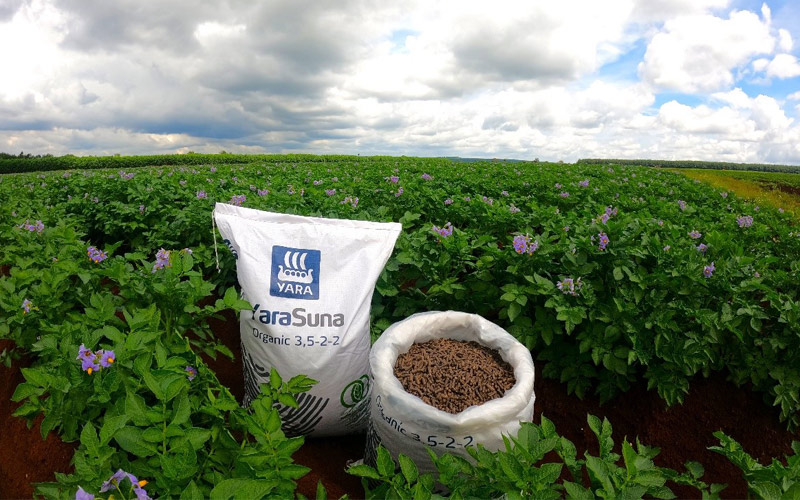 sản xuất hóa chất và phân bón