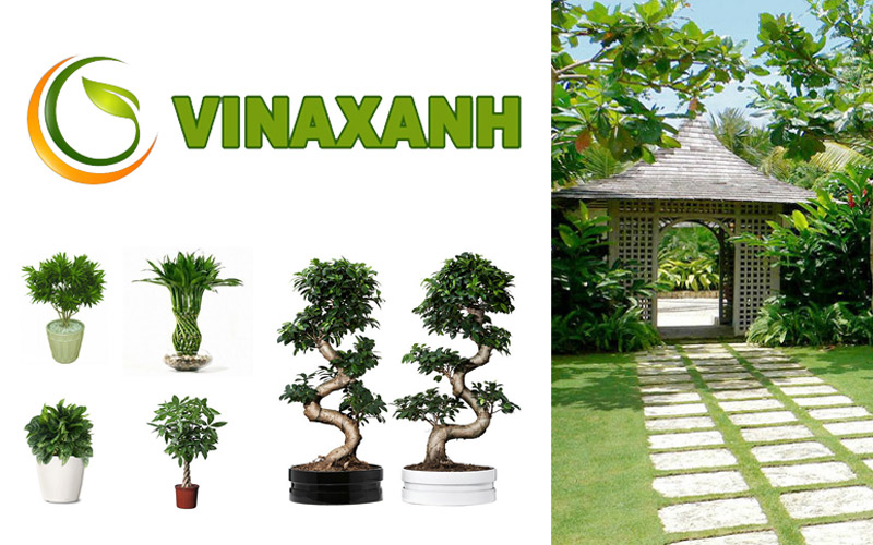 Top 7+ Công Ty Cây Xanh Đáng Tin Cậy Tại TPHCM 3 công ty cây xanh
