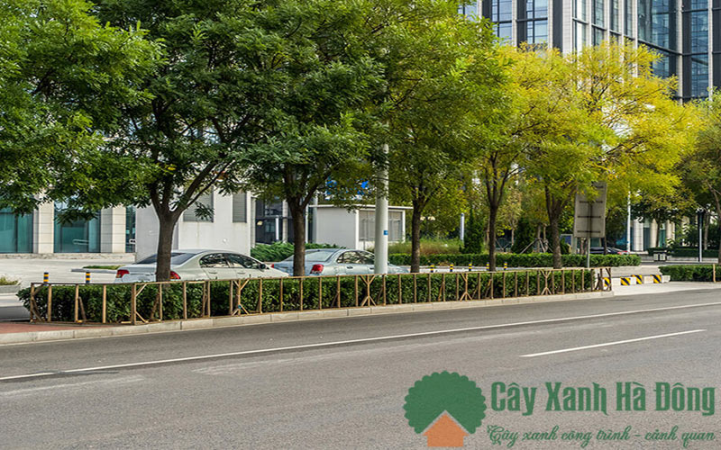 Top 7+ Công Ty Cây Xanh Nổi Tiếng Nhất Hà Nội 4 công ty cây xanh